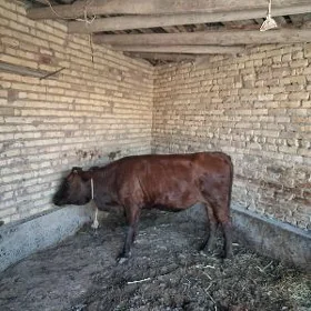 догмадык унажын самиз