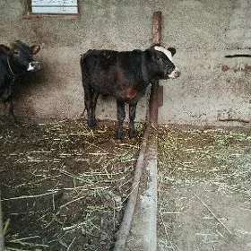 öküz
