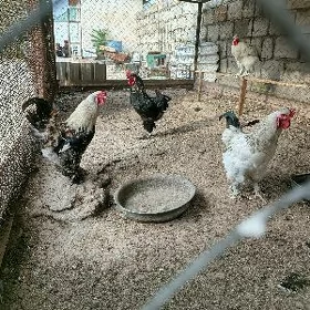 horaz