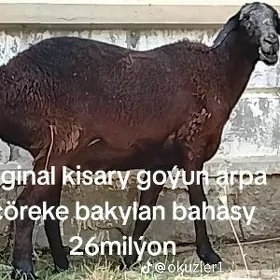gisar