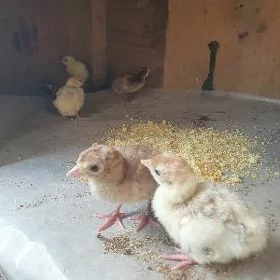 Induk juyje