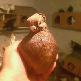 kepderi голубка