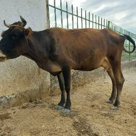 Goleli sygyr