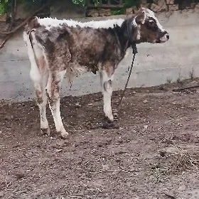 ÖKÜZÇE