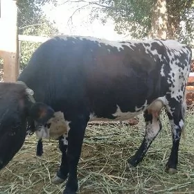 Bogaz sygyr