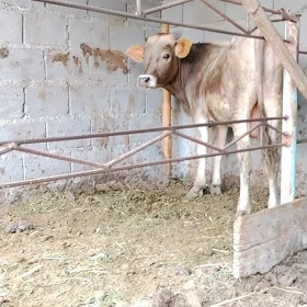 окуз