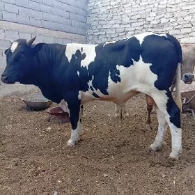 Öküz