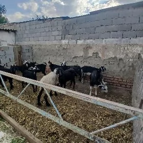 Geciler