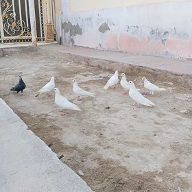 kepderi