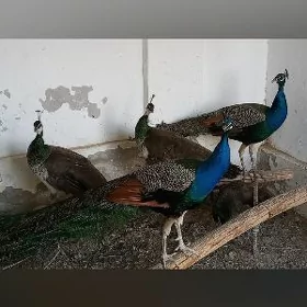 tawus gusy