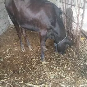 tüwe