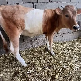 tüwe