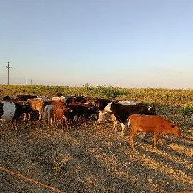 sygyr tüwe öküz