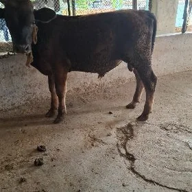 Okuzce