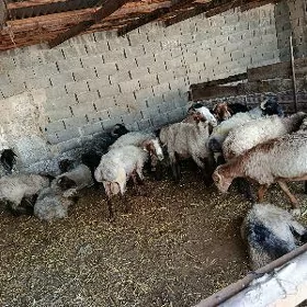 Goç öweç