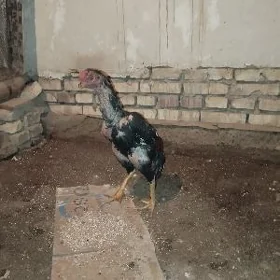 horaz