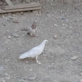 kepderi