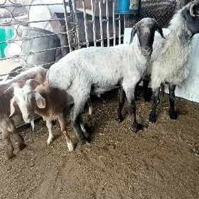 owec