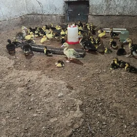 Indautga ordek juyje