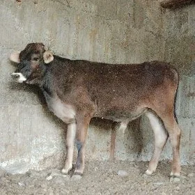 arassa şwes öküz