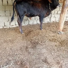 şiwes öküz
