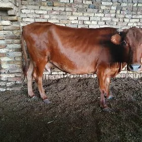 sygyr