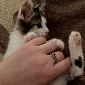 котёнок девочка
