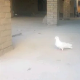 kepderi