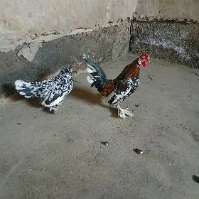 Karlik