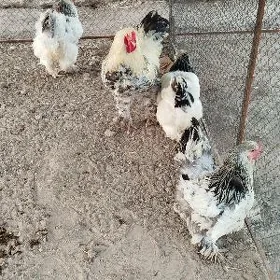 Brama