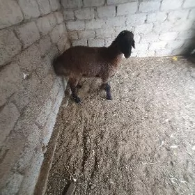 Owgan goç