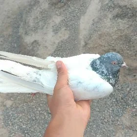 kepderi
