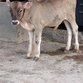 ŞWES ÖKÜZ ARASSA TOHUM