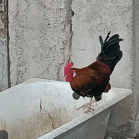 хораз