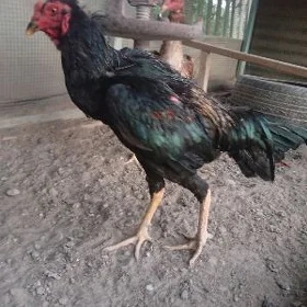 baysok horaz