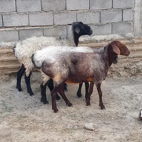 Goÿyn bakylan