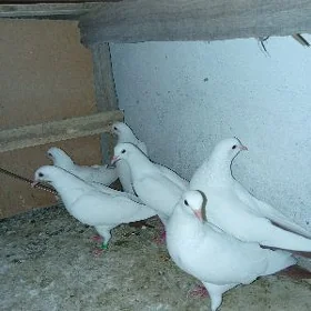 кепдери kepderi