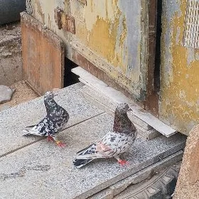 kepderi