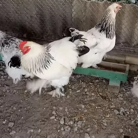 Brama Ak Çil arassa tohum