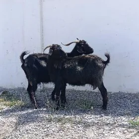 GEÇI