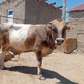 Öküz