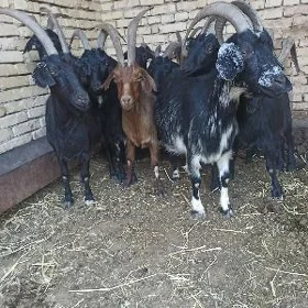 Semiz Uly Geçiler