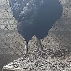 Gigant horaz