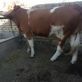 Smental unajyn