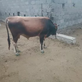Öküz