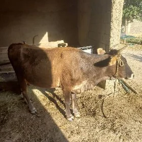 bogaz sygyr