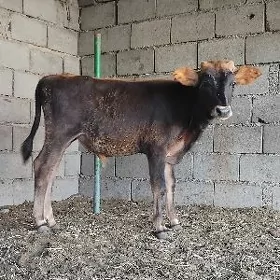 ŠWES OKUZ TUWE
