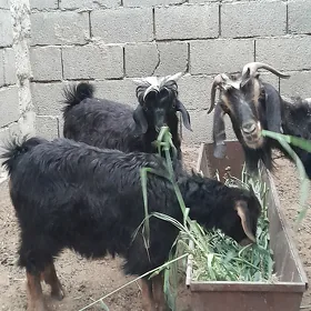 geci