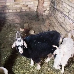 Çewiş