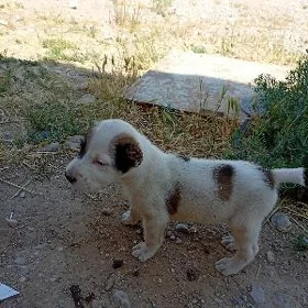 Güjük